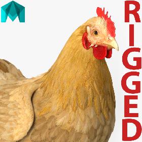 Chicken Rigged for Maya 3D model